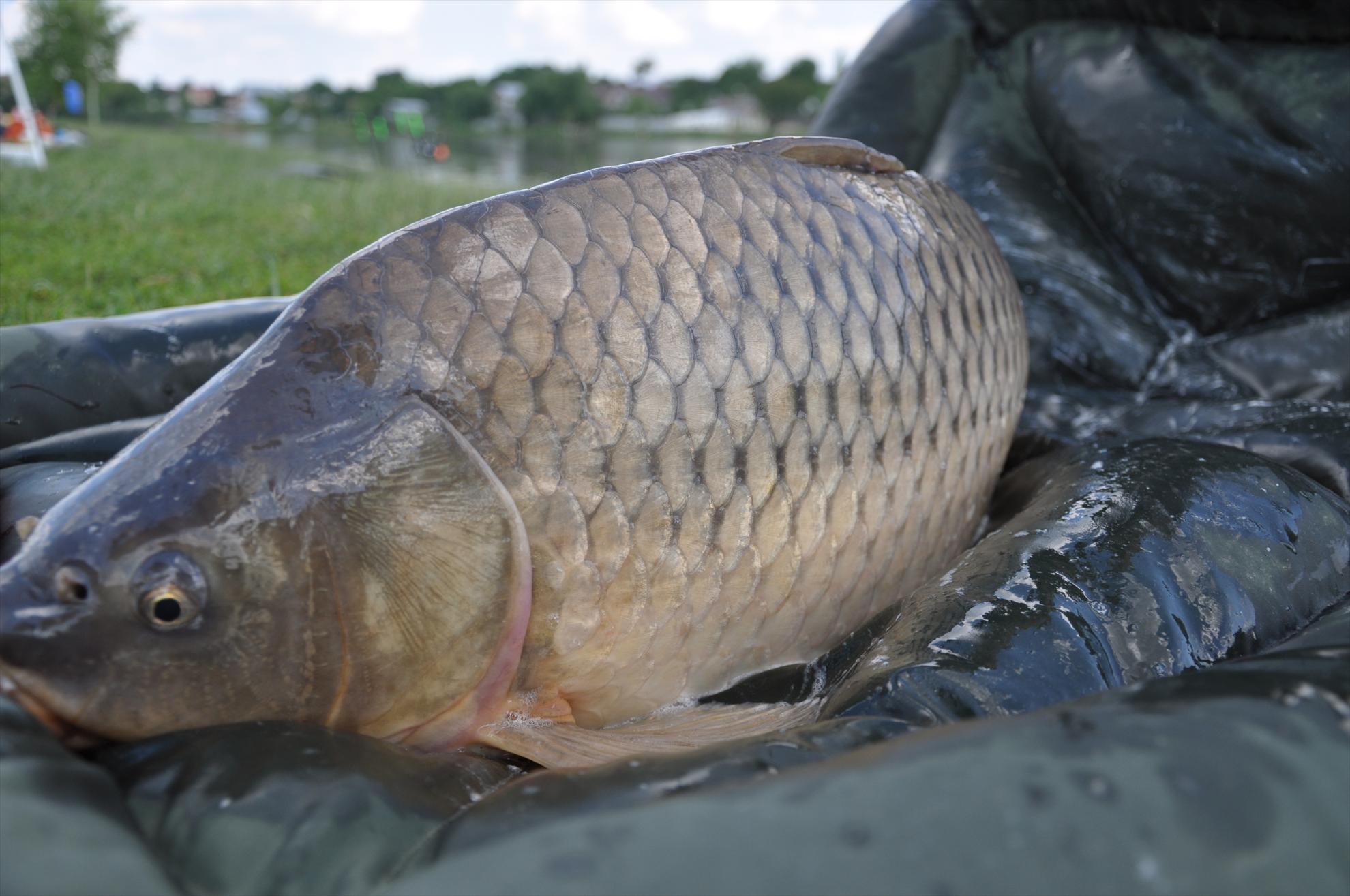 MV 2/3- 09/06/2013 - dsc0042.JPG